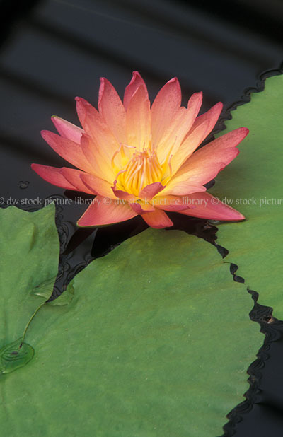 stock photo image: Flower, flowers, pink, pink flower, pink flowers, lily, Lilies, waterlilies, waterlillies, nymphaea, water, afterglow, afterglow water lily, afterglow water lilies, afterglow waterlily, afterglow waterlilies, water.