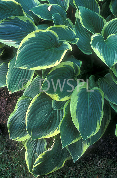 stock photo image: Hosta, hostas, perennial, perennials, herbaceous, shade, shade plant, shade plants, hosta montana, montana, aurea-marginata, aurea, marginata, aurea margina, variegated, variegated hosta, variegated hostas.