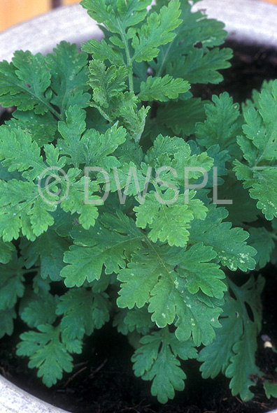 stock photo image: Herb, Herbs, feverfew, chrysanthemum, parthenium, chrysanthemum parthenium, asteraceae, matricaria, matricaria parthenium, tanacetum parthenium, tanacetum, pot, pots, potted herbs.