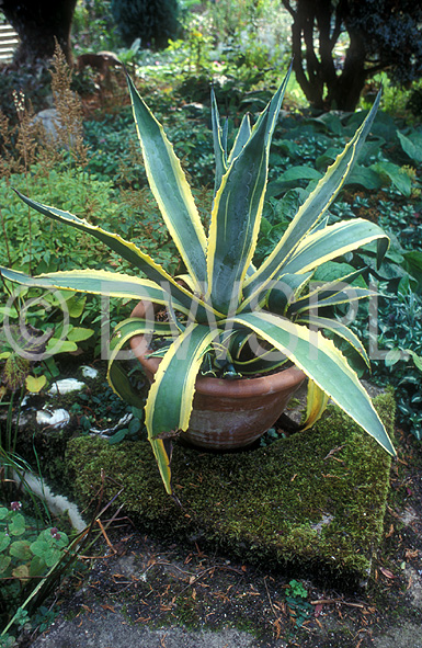 stock photo image: Pot, Pots, garden pot, garden pots, outdoor pot, outdoor pots, Agave, agaves, americana, agave americana, century plant, century plants, succulent, succulents, amaryllidaceae, agavaceae, marginata.