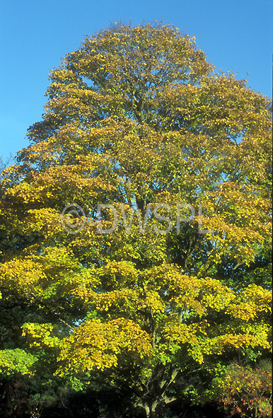 stock photo image: Tree, Trees, acer, acers, maple, maples, maple tree, maple trees, aceraceae, acer velutinum, velutinum, persian, persian maple, persian maples, velvet maple, velvet maple tree, persian maple tree, persian maple trees.