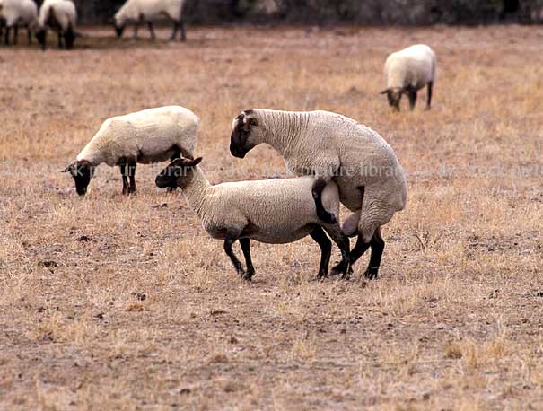 stock photo image: Farming, Farmland, farm, farms, livestock, animal, animals, sheep, meat industry, meat trade, mate, mating, copulate, copulating, copulation, animals mating, NZ, new zealand.