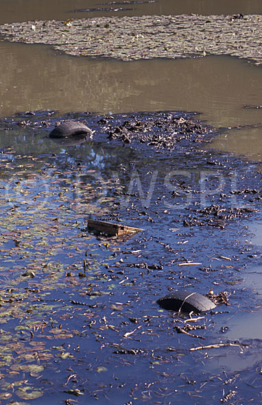 stock photo image: Australia, New South Wales, sydney, Environmental, environmental damage, pollute, pollutes, polluted, waterway, waterways, river, rivers, polluting, pollution, rubbish, polluted, water pollution, polluted water, polluted waterway, polluted waterways, tyre, tyres, rubbish, garbage, littered, litter, litters, littering.