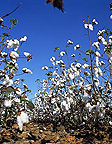 Rural, Rural Scene, Rural Scenes, Farming, Farmland, farm, farms, Agriculture, crop, crops, cotton, cotton crop, cotton crops, cotton farming, cotton industry, cotton field, cotton fields, cotton crop, cotton growing, cotton belt, cotton belts, crops, Louisianna, rural, rural scene, rural scenes.