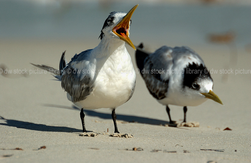 stock photo image: Animal, Animals, australian bird, australian birds, Bird, birds, Tern, Terns, crested, crested tern, Crested Terns, charadriiformes, australia, wa, Western Australia, sterna bergii, sterna, bergii, beak, beaks.