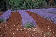 Farming, Farmland, farm, farms, Agriculture, Farm, Farms, Farming, lavender, lavandula, lavandula augustifolia, lavender farm, lavender farms, lavender farming, lavender growers, lavender growing, lavender oil, lavender field, lavender fields, Tassie, Tas, Tasmania, rural, rural scene, rural scenes, farm, farms, Daisy Jane,