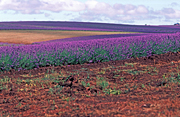 Farming, Farmland, farm, farms, Agriculture, Farm, Farms, Farming, lavender, lavandula, lavandula augustifolia, lavender farm, lavender farms, lavender farming, lavender growers, lavender growing, lavender oil, lavender field, lavender fields, Tassie, Tas, Tasmania, rural, rural scene, rural scenes, farm, farms, Daisy Jane,
