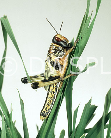 stock photo image: Orthoptera, insect, insects, Arthropod, Arthropods, insecta, locust, locusts, desert, desert locust, desert locusts.