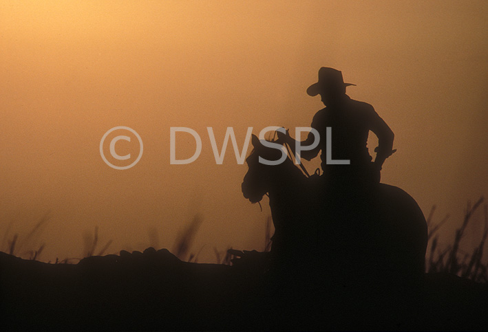 stock photo image: Stockman, Stockmen, Drover, Drovers, Droving, Animal, Animals, Horse, horses, silhouette, silhouettes, occupation, occupations, man, men, male, males, sunset, sunsets, sunrises and sunsets, australia, cowboy, cowboys, hat, hats, outback, australian outback, outback australia.