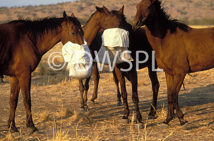 Horse bags australia hot sale