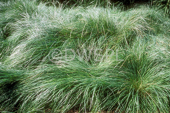 stock photo image: Grass, grasses, Blue tussock grass, tussock grass, snow grass.