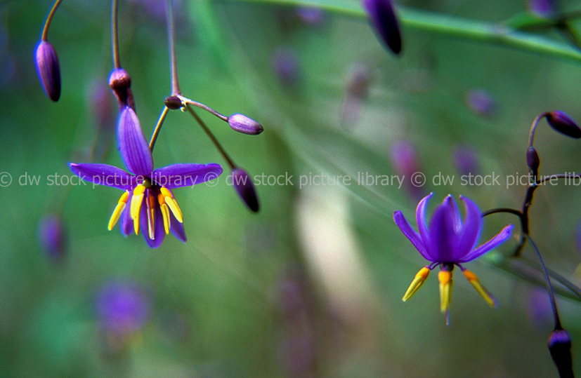 stock photo image: Dianella, dianella caerulea, paroo lily, paroo lilies, purple, purple flower, purple flowers, blue, blue flower, blue flowers, Flora, flower, flowers, flax, flax lily, flax lilies, blue flax lily, blue flax lilies, blue flax.