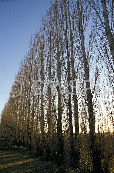 stock photo image: Australia, New South Wales, hawkesbury, hawkesbury area, hawkesbury region, hawkesbury district, Hawkesbury, Hawkesbury Valley, tree, trees, poplar, poplars, poplar tree, poplar trees, populus, hardwood, hardwood tree, hardwood trees, deciduous, deciduous tree, deciduous trees.