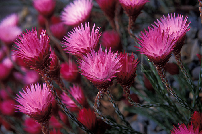 stock photo image: Flower, flowers, pink, pink flower, pink flowers, edmondia, edmondia pinifolia, helichrysum, helichrysum humile, humile, everlasting, everlastings, everlasting flower, everlasting flowers, everlasting daisy, everlasting daisies.