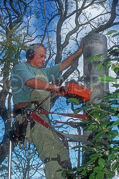 stock photo image: Gardening, gardener, gardeners, people, occupation, occupations, tree, trees, pruning, tree lopper, tree loppers, tree lopping, tree cutting, cutting trees, lopping, harness, safety harness, saw, saws, sawing, tree sawing, cutting down tree, cutting down trees, cutting down tree, man, men, male, males, electric saw, electric saws, pruning, Royalty Free Image