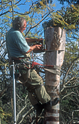 Gardening, gardener, gardeners, people, occupation, occupations, tree, trees, pruning, tree lopper, tree loppers, tree lopping, tree cutting, cutting trees, lopping, harness, safety harness, saw, saws, sawing, tree sawing, cutting down tree, cutting down trees, cutting down tree, man, men, male, males, electric saw, electric saws, pruning, Royalty Free Image