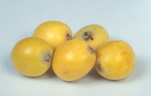 LOQUATS (ERIOBOTRYA JAPONICA)