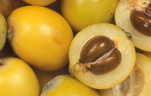 LOQUATS (ERIOBOTRYA JAPONICA)