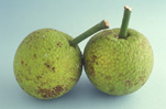 BREADFRUIT (ARTOCARPUS ALTILIS)