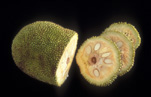 JACKFRUIT (ARTOCARPUS HETEROPHYLLUS)