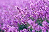 Farming, Farmland, farm, farms, herb, herbs, Agriculture, lavender, lavandula, lavandula augustifolia, lavender farm, lavender farms, lavender farming, lavender growers, lavender growing, lavender oil, lavender field, lavender fields, Tassie, flower industry, purple flower, purple flower, purple flowers, english lavender, labiatae, Tas, Tasmania, rural, rural scene, rural scenes, Daisy Jane,