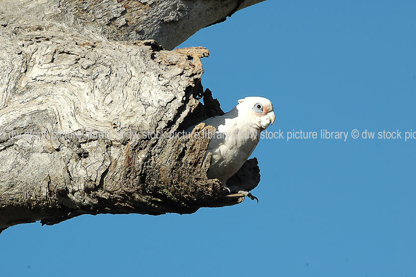 stock photo image: Animal, animals, Australia, Australian, Australian bird, Australian birds, Bird, Birds, corella, corellas, little corella, little corellas, cacatua, cacatua westralensis, parrot, parrots.