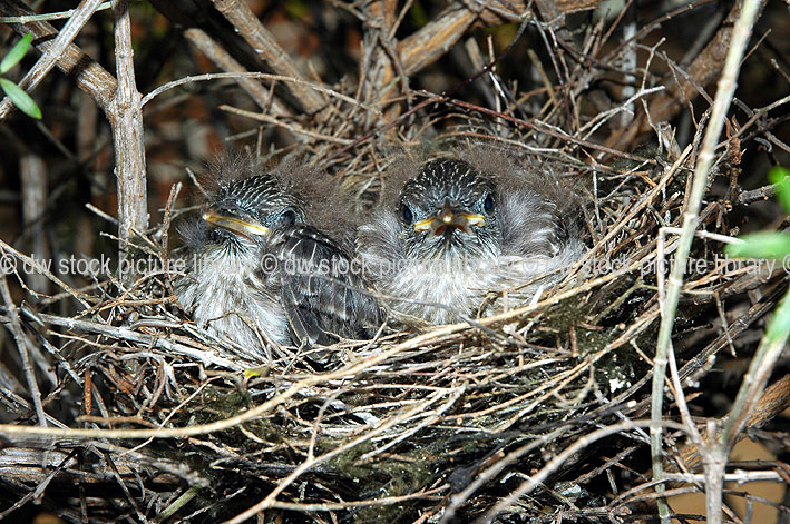 stock photo image: Animal, animals, bird, birds, australian, australian bird, australian birds, wattle, wattle bird, wattle birds, wattlebird, wattlebirds, chick, chicks, nest, nests, young animal, young animals, baby animal, baby animals, australia, anthochaera, carunculata, anthochaera carunculata, red, red wattlebird, red wattlebirds, red wattle bird, red wattlebirds, honeyeater, honeyeaters, honey eater, honey eaters.