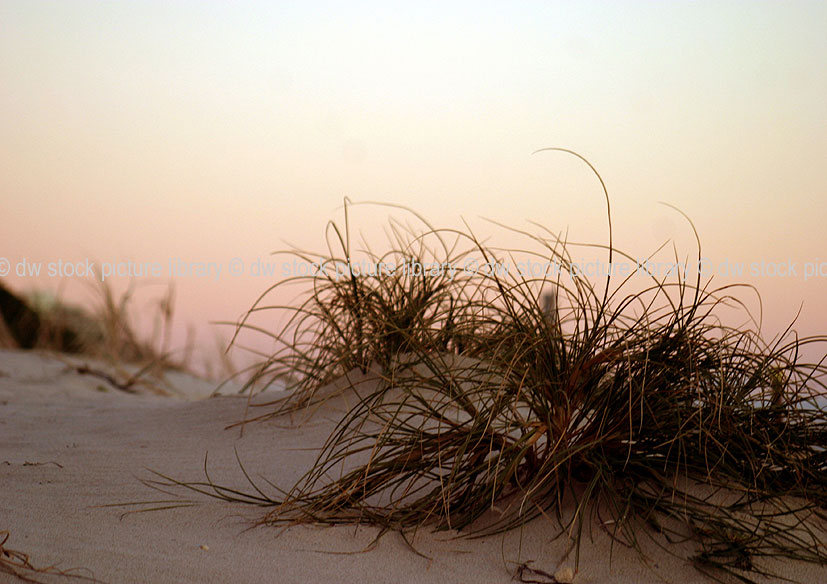 stock photo image: Australia, sand, dune, dunes, sand dune, sand dunes, vegetation.