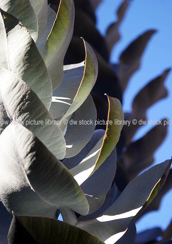 stock photo image: Flower, flowers, grey, grey flower, grey flowers, mottlecah, mottlecahs, rose of the west, eucalyptus, macrocarpa, eucalyptus macrocarpa, gum, gum tree, gum trees, tree, trees, eucalyptus tree, eucalyptus trees, myrtaceae.