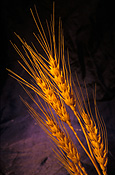 Australia, sa, south australia, barley, crop, crops.