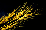 Australia, sa, south australia, barley, crop, crops.