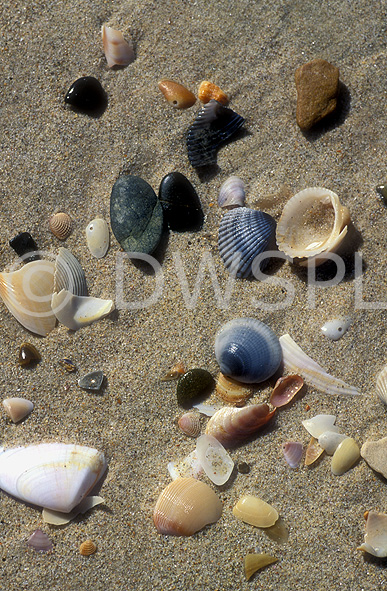 stock photo image: Sand, shell, shells, beach, beaches, australian beaches.