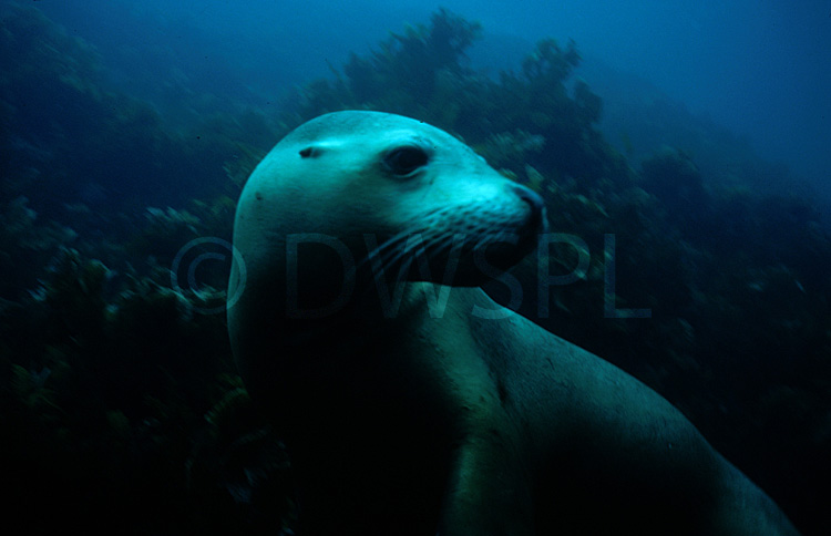 AUSTRALIAN SEA LION (NEOPHOCA CINEREA) KANGAROO ISLAND, SOUTH AUSTRALIA