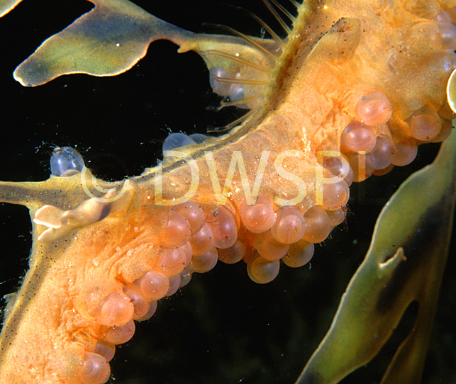EGGS WITH THE EYES VISIBLE OF THE LEAFY SEADRAGON (PHYCODURUS EQUES