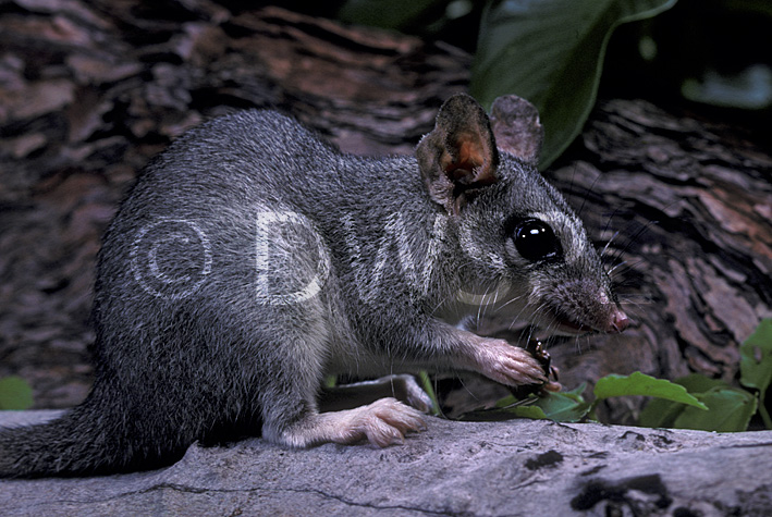 stock photo image: Australian animal, australian animals, mammal, mammals, australian mammal, australian mammals, National Park, National Parks, Phascogale, Phascogales, wambenger, wambengers, brush-tailed phascogale, brush-tailed phascogales, phascogale tapoatafa, kakadu, kakadu national park, NT, Northern Territory, Australia.