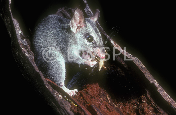 stock photo image: Australian animal, australian animals, mammal, mammals, australian mammal, australian mammals, National Park, National Parks, Phascogale, Phascogales, wambenger, wambengers, brush-tailed phascogale, brush-tailed phascogales, phascogale tapoatafa, kakadu, kakadu national park, NT, Northern Territory, Australia.