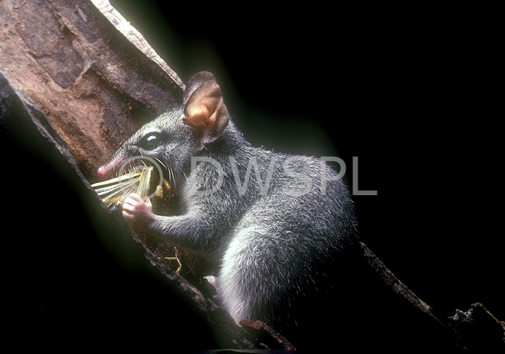 stock photo image: Australian animal, australian animals, mammal, mammals, australian mammal, australian mammals, National Park, National Parks, Phascogale, Phascogales, wambenger, wambengers, brush-tailed phascogale, brush-tailed phascogales, phascogale tapoatafa, kakadu, kakadu national park, NT, Northern Territory, Australia.