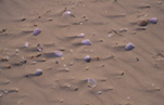 Australia, sand, shell, shells, sea shell, sea shells, seashell, seashells, dune, dunes, sand dune, sand dunes, beach, beaches.
