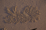 Athropod, Arthropods, Invertebrate, Invertebrates, Marinelife, Marine life, Aquatic, Aquatic life, Sea life, Sealife, crab, crabs, crustacean, Crustaceans, sand, sand crab, sand crabs, crab burrow, crab burrows.