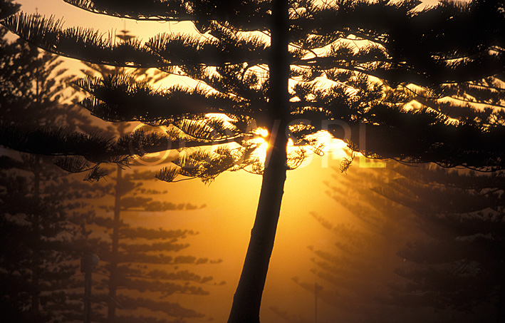 stock photo image: Tree, trees, pine tree, pine trees, norfolk pine, norfolk pines, norfolk island pine, norfolk island pines, norfolk island pine tree, norfolk island pine trees, araucaria, araucarias, araucaria heterophylla, kiama, NSW, New South Wales, Australia, sunset, sunsets, sunrises and sunsets, mood, mood scene, mood scenes, silhouette, silhouettes, sun, the sun, conifer, conifer tree, conifer trees, coniferous, softwood, softwood tree, softwood trees.