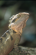 Animal, Animals, reptile, reptiles, australian reptile, australian reptiles, dragon, dragons, water dragon, water dragons, eastern water dragon, eastern water dragons, dragon lizard, dragon lizards, agamidae, eastern water dragons, physignathus lesueurii, physignathus, lesueurii, National Park, National Parks, Mount Warning, Mount Warning National park, NSW, New South Wales, Australia.