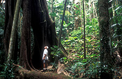 Australia, qld, queensland, palm grove, tamborine NP, tamborine national park, fig tree, fig trees, strangler, strangler fig, strangler figs, National Park, National Parks, strangler fig tree, strangler fig trees, ficus, ficus watkinsiana, watkinsiana, tree, trees, forest, forests, rainforest, rainforest, man, men, male, males, people, bushwalker, bushwalkers, bushwalking, people.