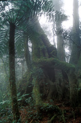 Australia, qld, queensland, lamington, great dividing range, lamington national park, forest, forests, rainforest, rainforests, australian rainforest, australian rainforests, National Park, National Parks, beech, beeches, beech tree, beech trees, nothofagus, nothofagus moorei, antarctic beech, antarctic beeches, antarctic beech tree, antarctic beech trees, tree, trees, wood, woods.