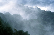 Australia, New South Wales, dorrigo, dorrigo np, dorrigo national park, mountain, mountains, mountain range, mountain ranges, mist, National Park, National Parks.
