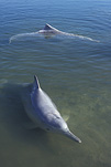 Marinelife, Marine life, Aquatic, Aquatic life, Sea life, Sealife, dolphin, dolphins, humpbacked dolphin, humpbacked dolphins, hump-backed dolphin, hump-backed dolphins, indo-pacific humpbacked dolphin, indo-pacific humpbacked dolphins, tin can bay, qld, queensland, sousa, sousa chinensis.