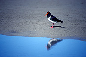 Animal, Animals, Bird, birds, australia, australian, australian bird, australian birds, oyster catcher, oyster catchers, haematopodidae, wader, waders, oystercatcher, oystercatchers, pied oystercatcher, pied oystercatchers, haematopus, longirostris, haematopus longirostris, long island np, long island national park, qld, queensland, australia, National Park, National Parks, beach, beaches, shoreline, shorelines, seashore, seashores, sea shore, sea shores.