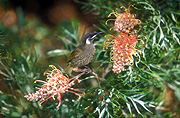 Animal, Animals, Bird, birds, grevillea, grevilleas, australian bird, australian birds, songbird, songbirds, meliphagidae, honeyeater, honeyeaters, lewins honeyeater, lewins honeyeaters, meliphaga, National Park, National Parks, meliphaga lewinii, grevillea, grevilleas, lamington, great dividing range, lamington np, lamington national park, qld, queensland, australia.