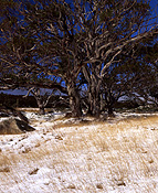 Australia, New South Wales, snowy mountains, great dividing range, eucalyptus, eucalyptus trees, gum tree, gum trees, snow gum, snow gums, tree, trees, snow, snow scene, snow scenes, winter, winter scene, winter scenes, snowy mountains, alps.