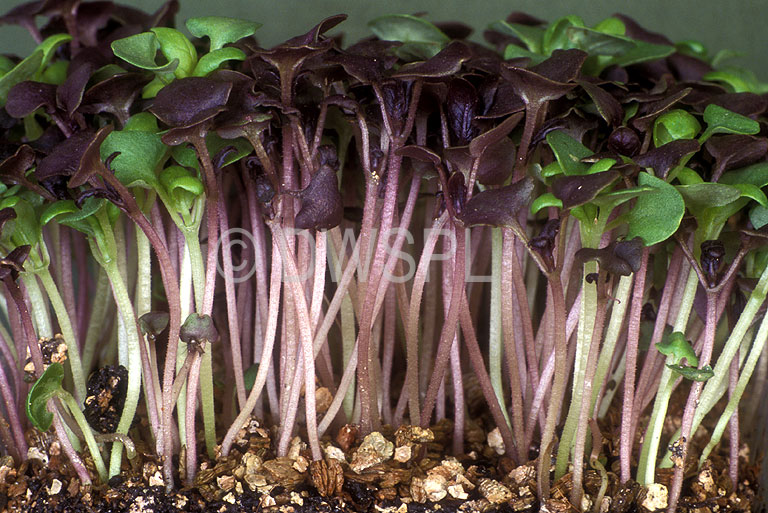PURPLE AND SWEET BASIL SPROUT SEEDLINGS (OCIMUM BASILICUM VARIETY)