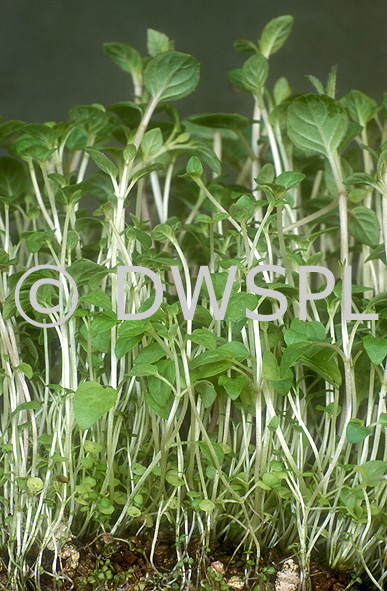 stock photo image: Herb, herbs, peppermint, mentha, mentha piperita, seedling, seedlings, mint, peppermint seedling, peppermint seedlings.